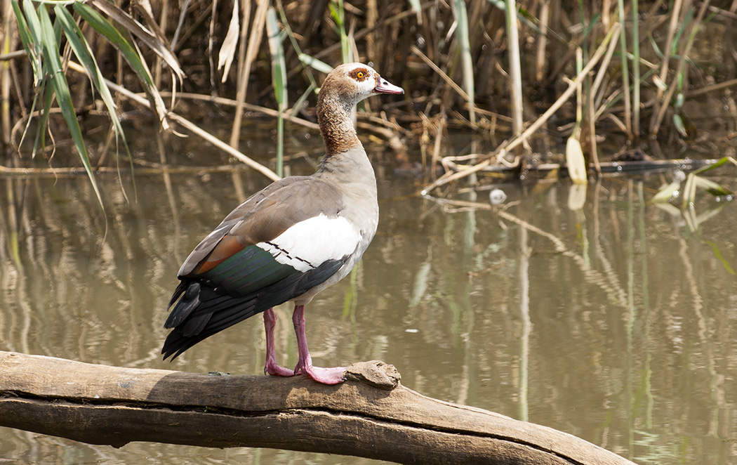 Egyptian Goose