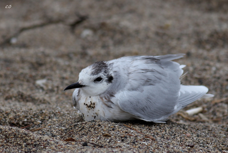 Little Gull