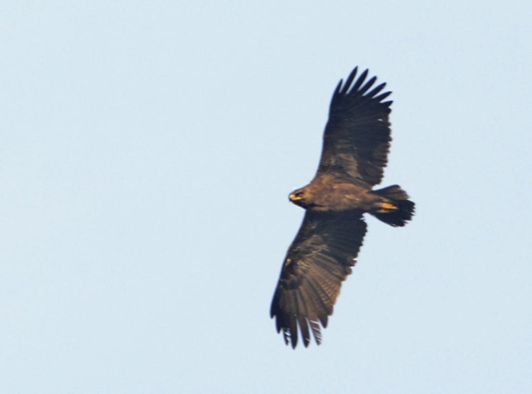 Greater Spotted Eagle