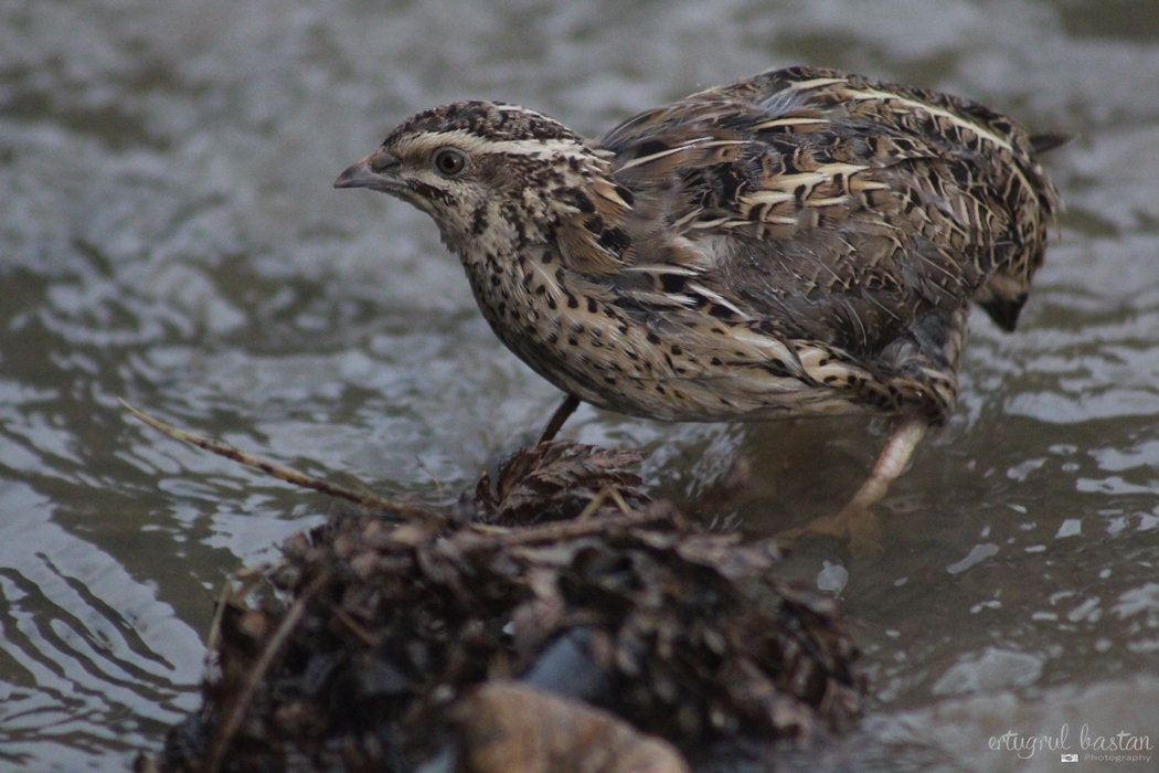 Common Quail