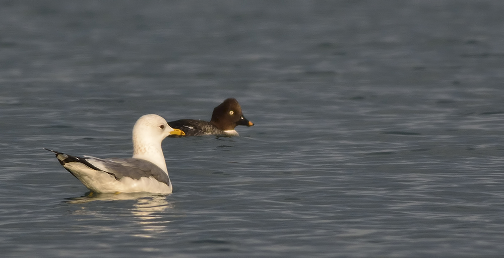 Common Gull