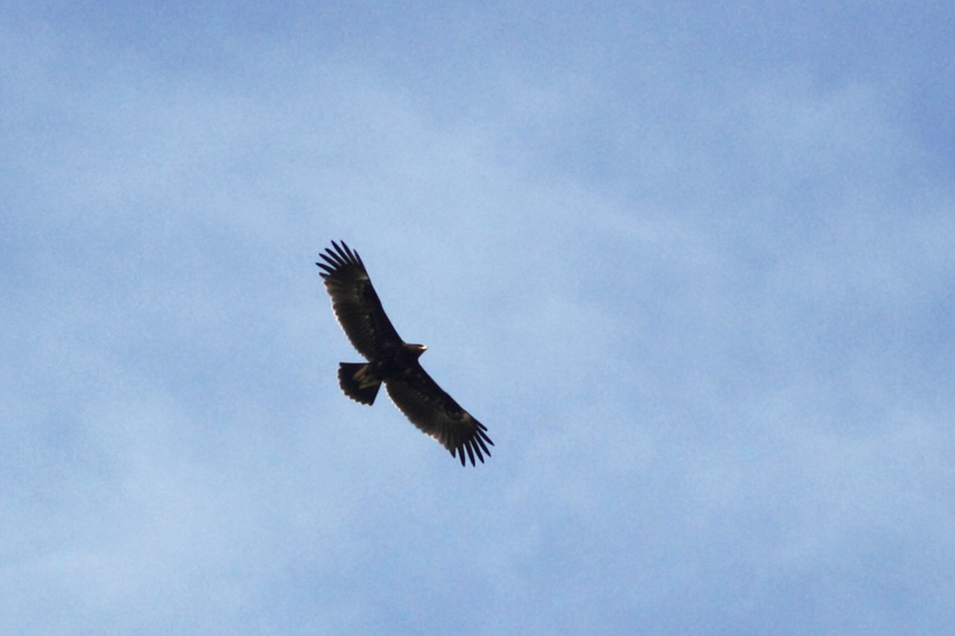Greater Spotted Eagle