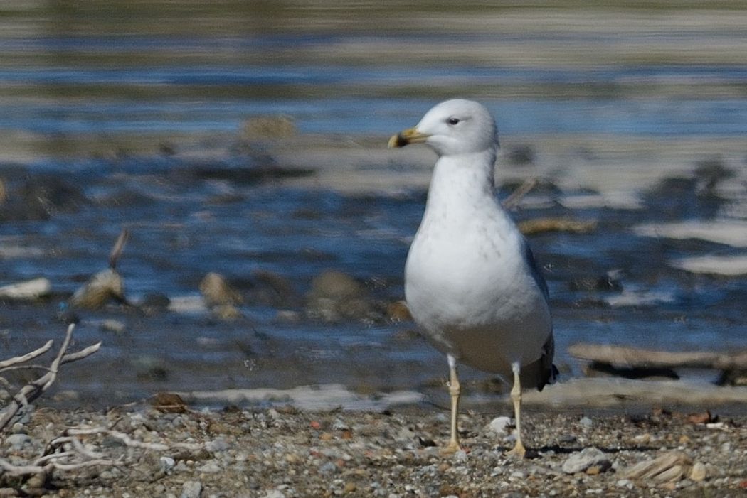Common Gull