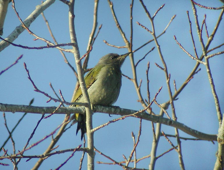 Grey-headed Woodpecker