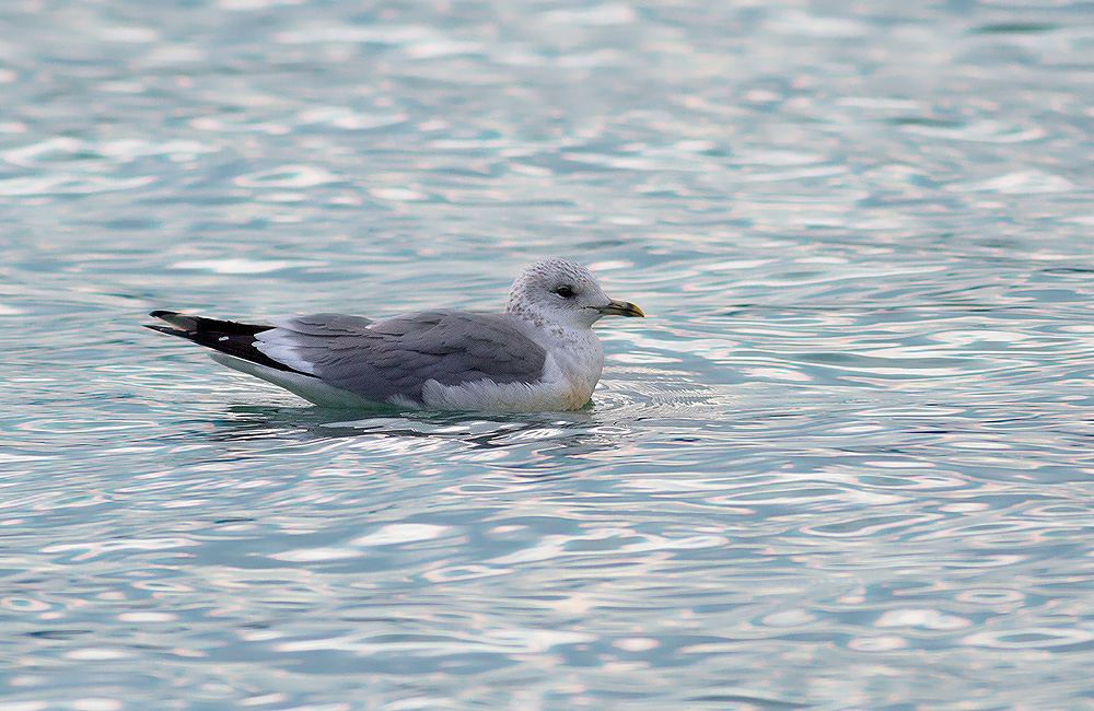 Common Gull