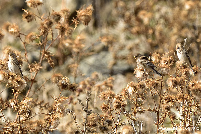 Twite