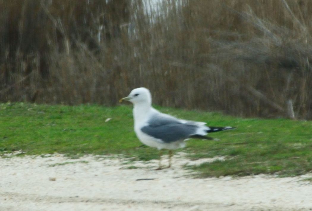 Common Gull