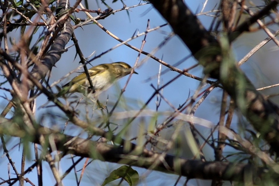 Yellow-browed Warbler