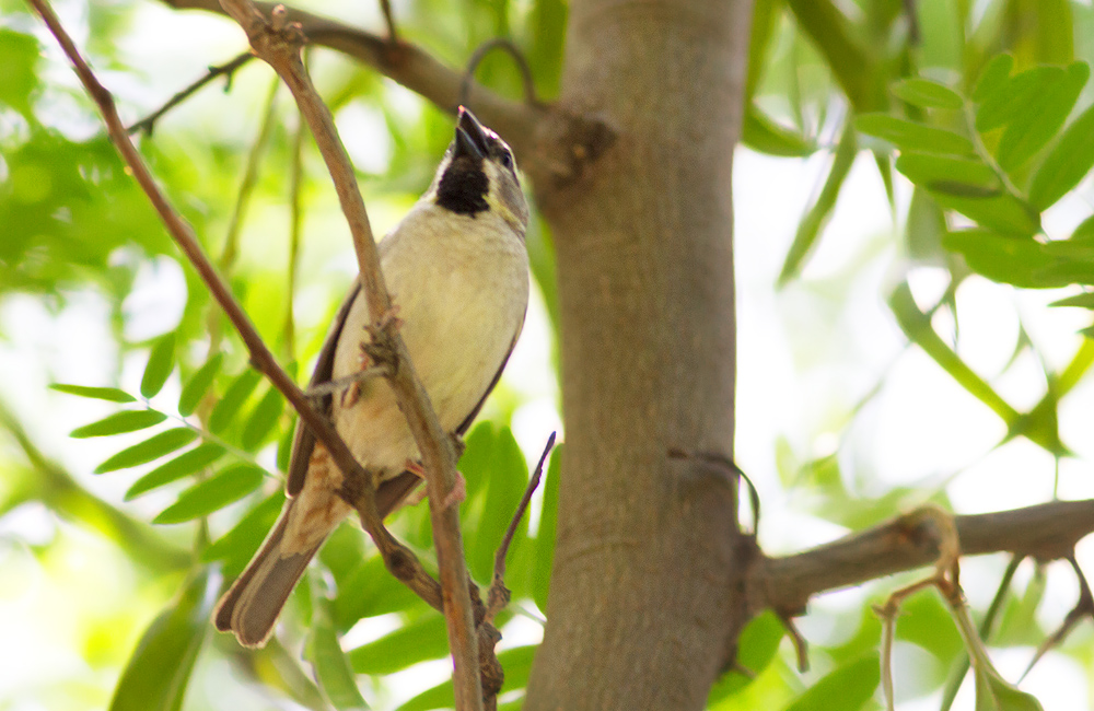 Dead Sea Sparrow