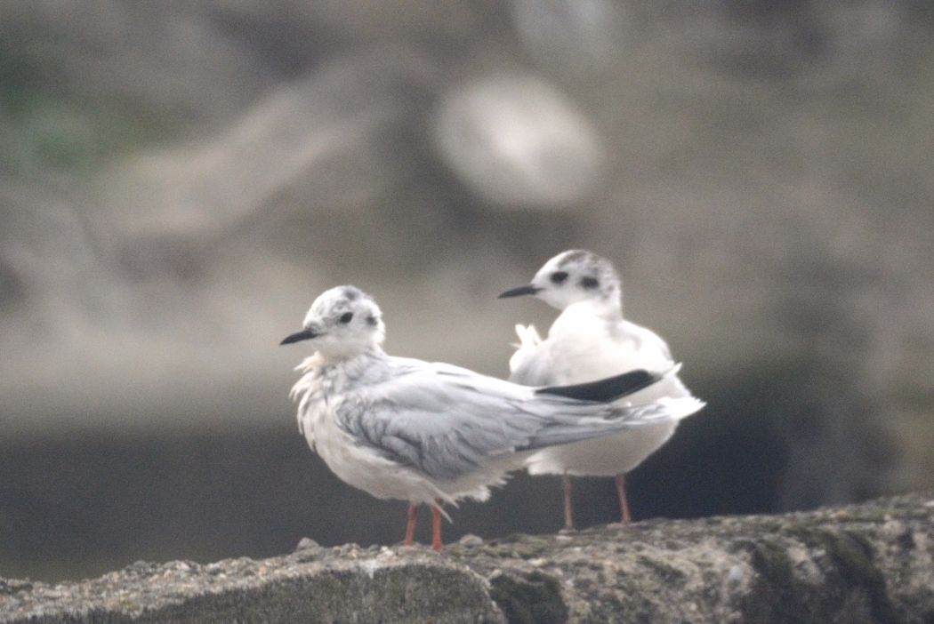 Little Gull