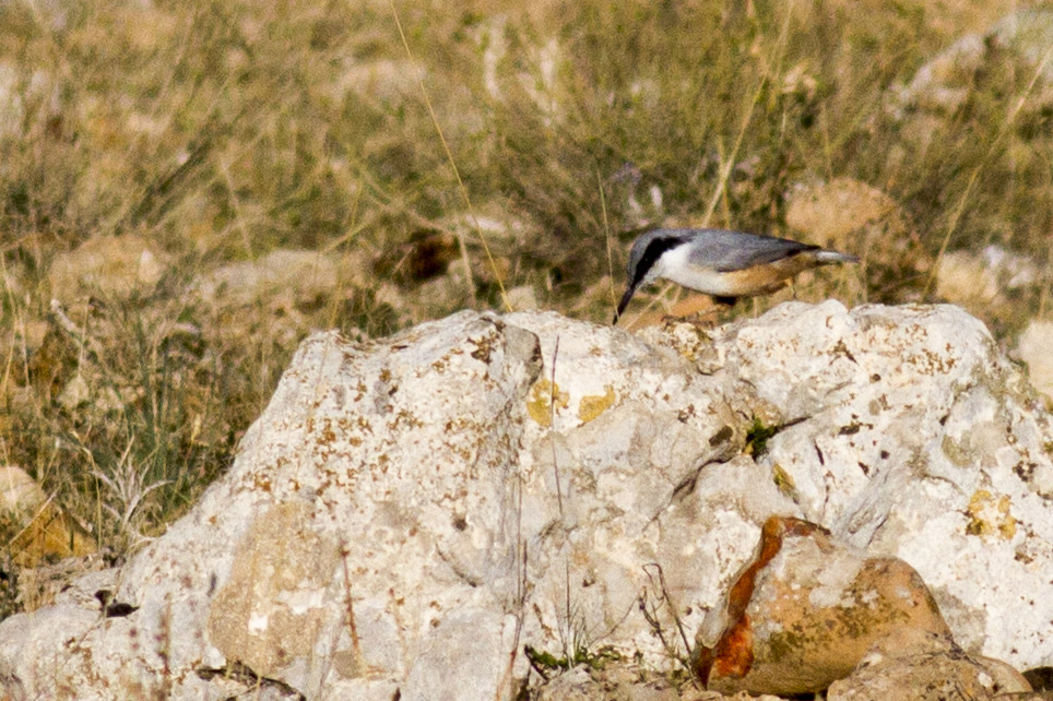 Eastern Rock Nuthatch