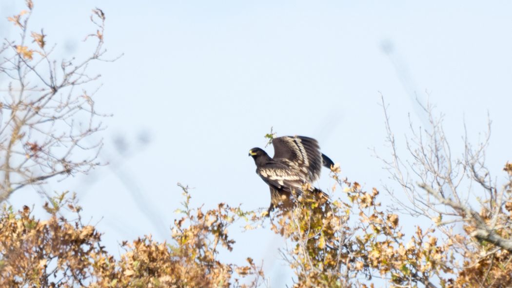 Greater Spotted Eagle