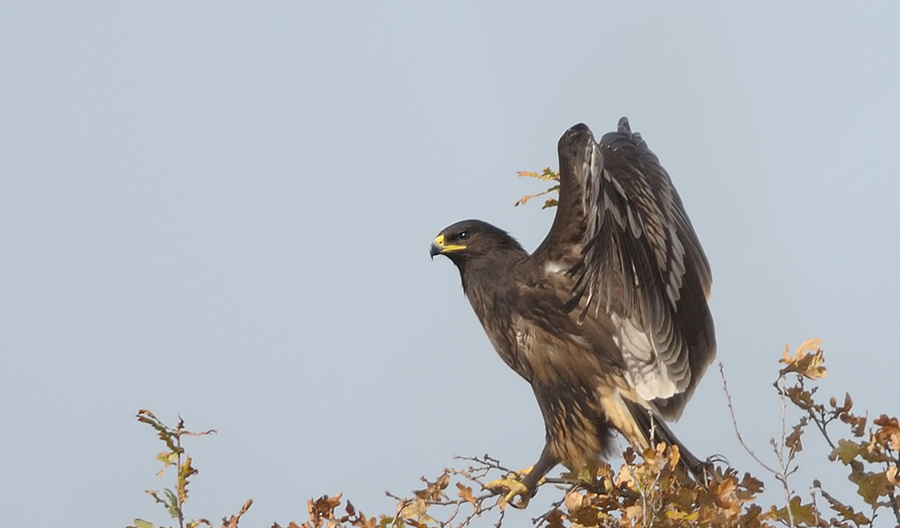 Greater Spotted Eagle