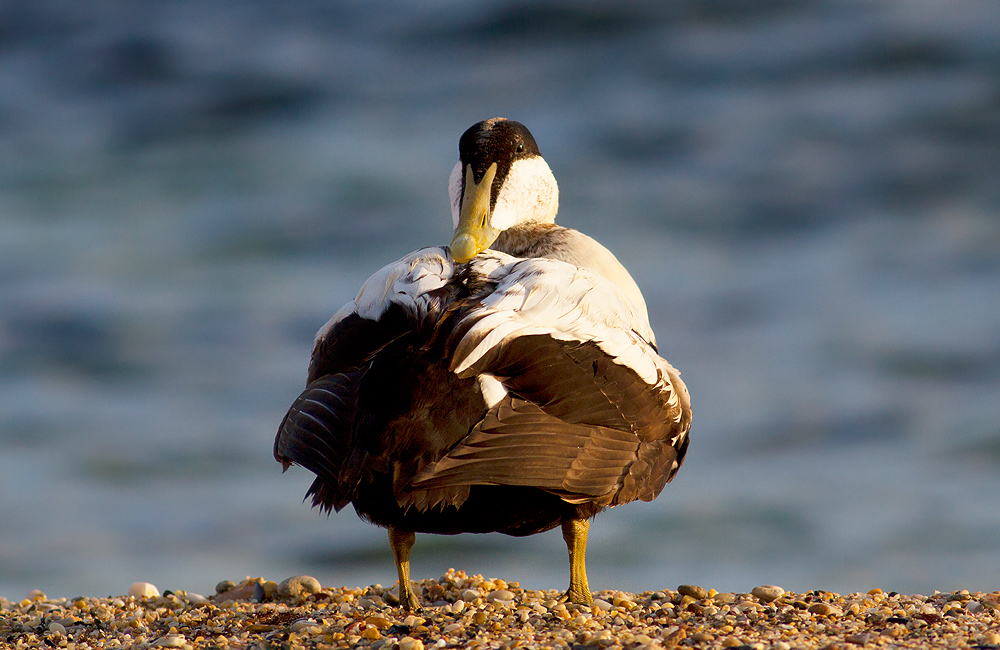 Common Eider