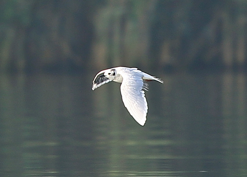 Little Gull