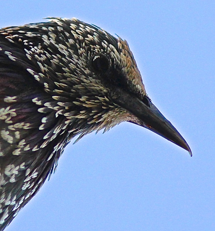 Common Starling