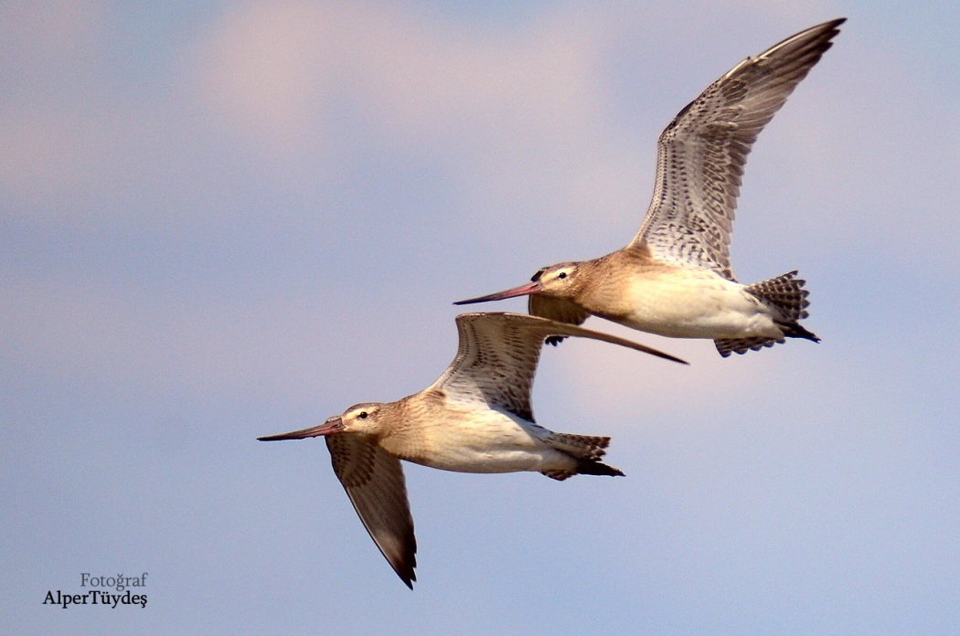 Bar-tailed Godwit