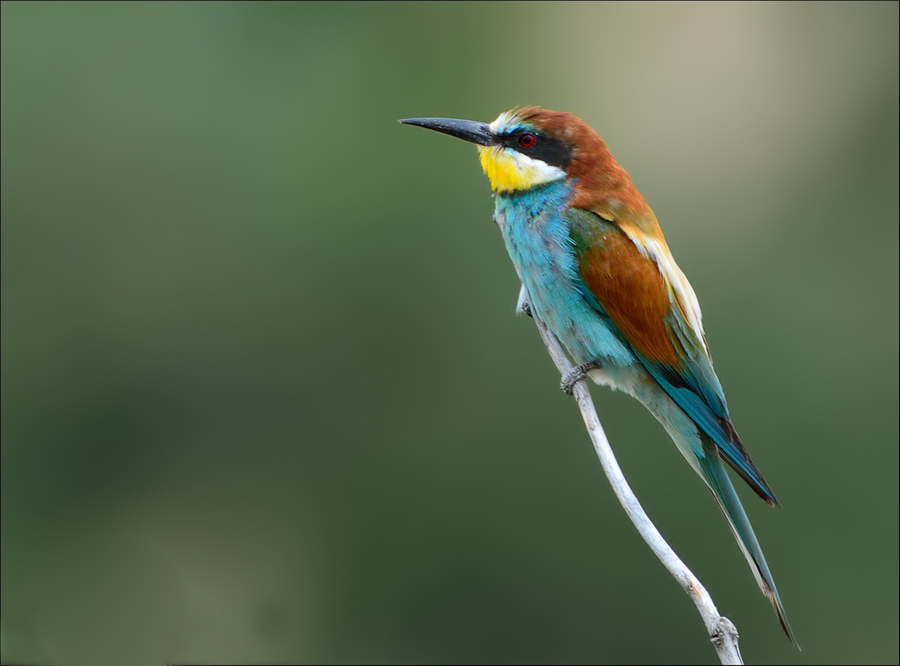 European Bee-eater