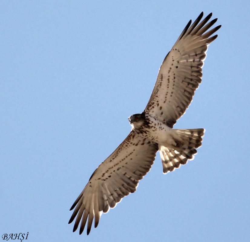Short-toed Snake Eagle