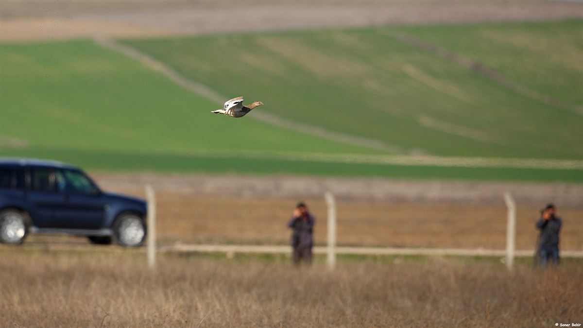 Little Bustard