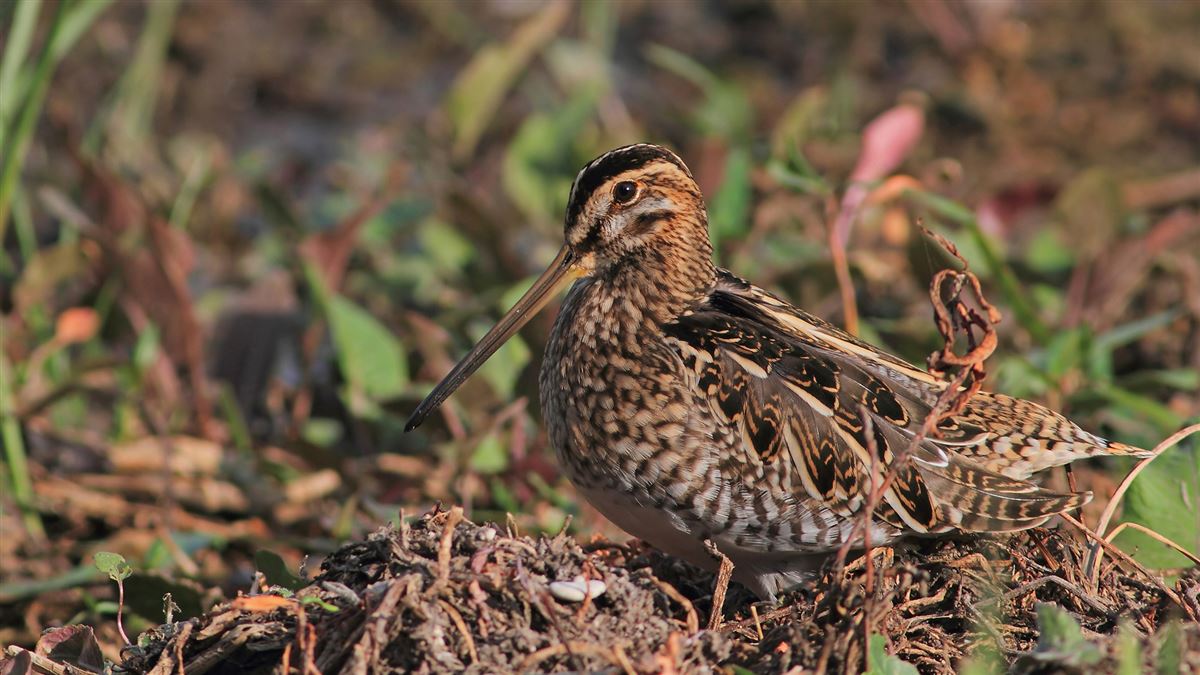 Common Snipe