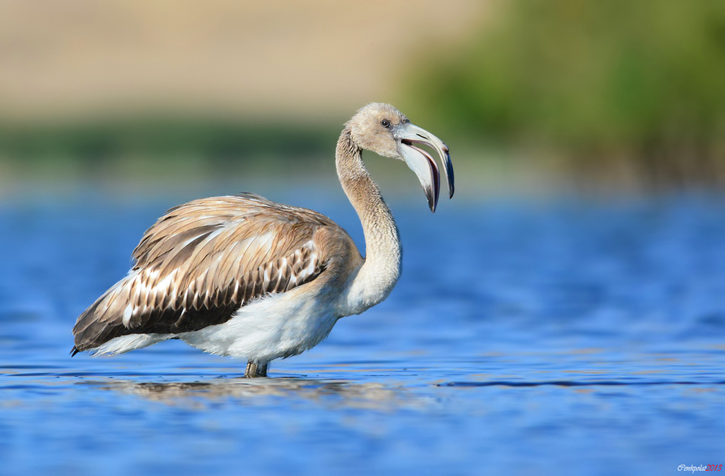 Greater Flamingo