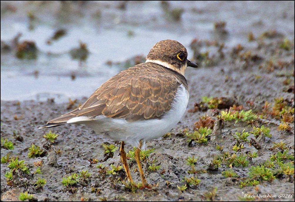 Little Ringed Plover