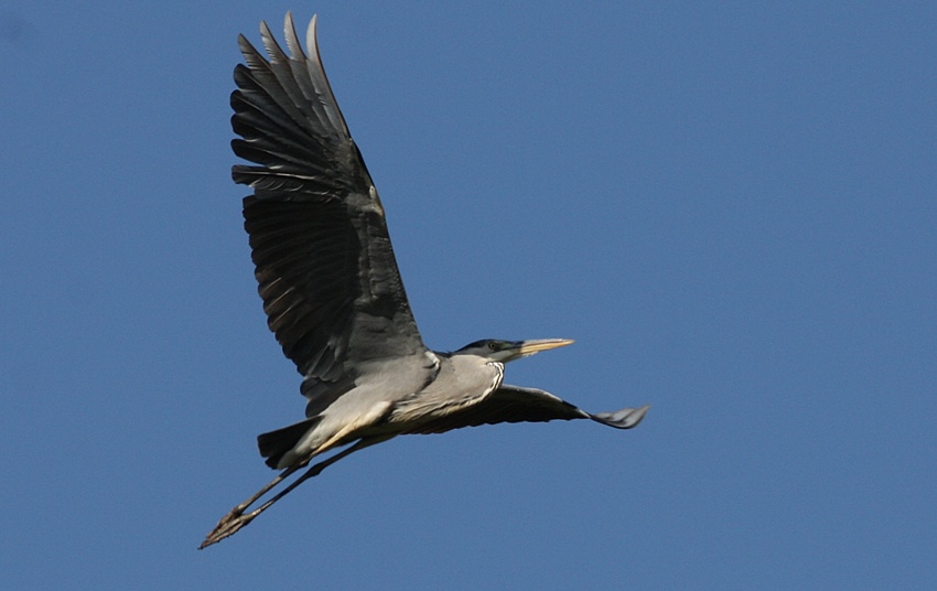 Grey Heron