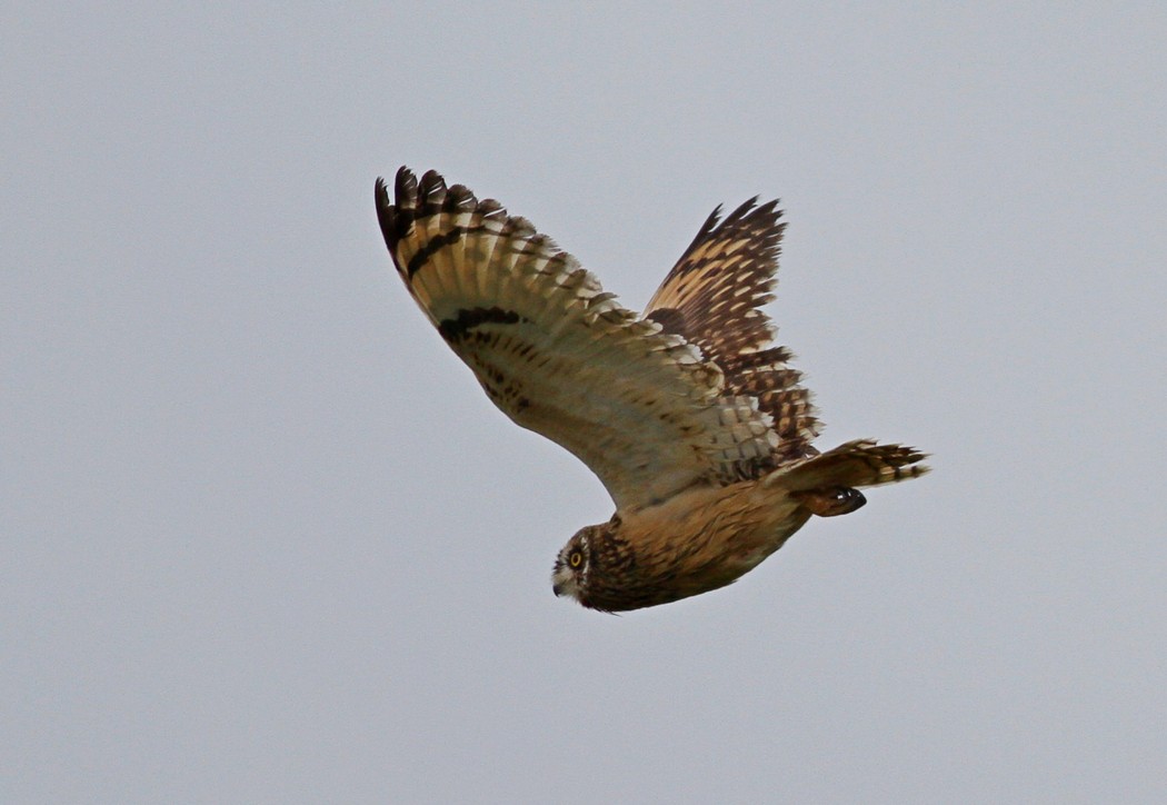 Short-eared Owl