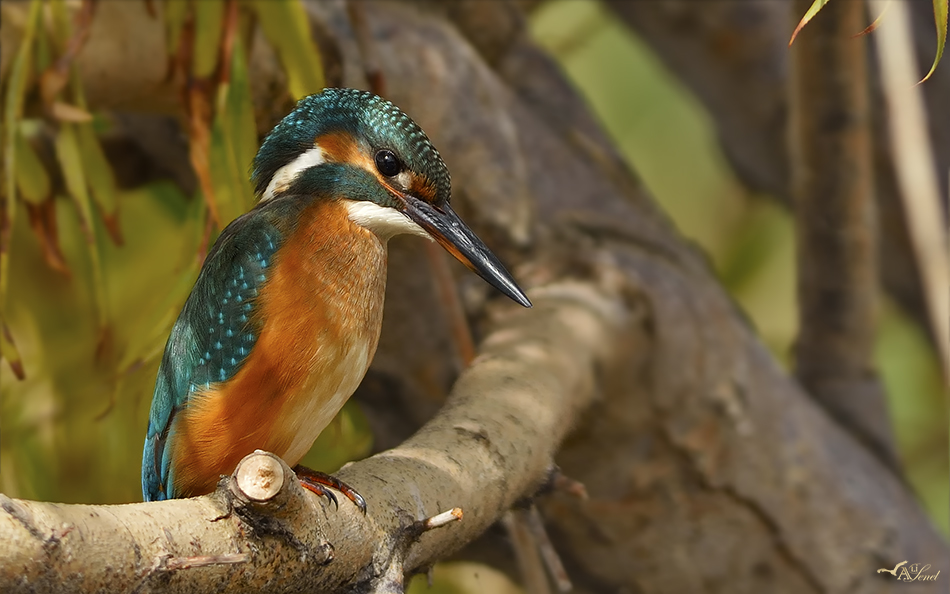 Common Kingfisher