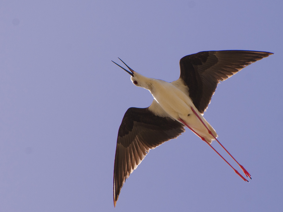 Black-winged Stilt