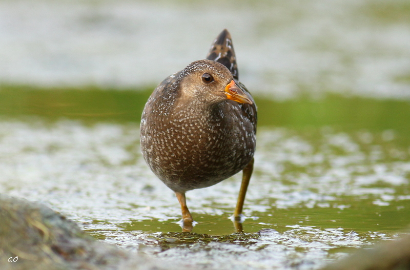 Spotted Crake