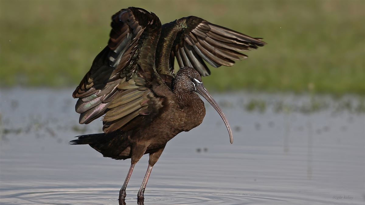 Glossy Ibis