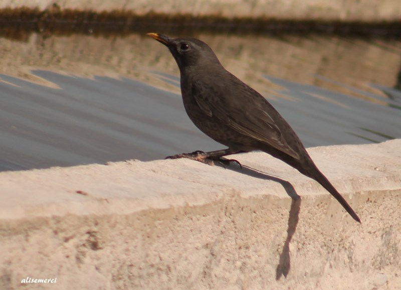 Common Blackbird