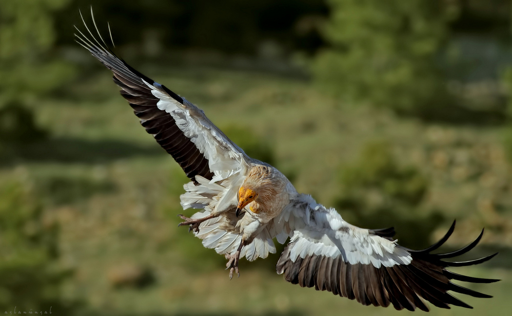 Egyptian Vulture