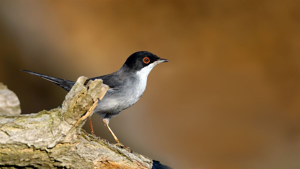 Sardinian Warbler