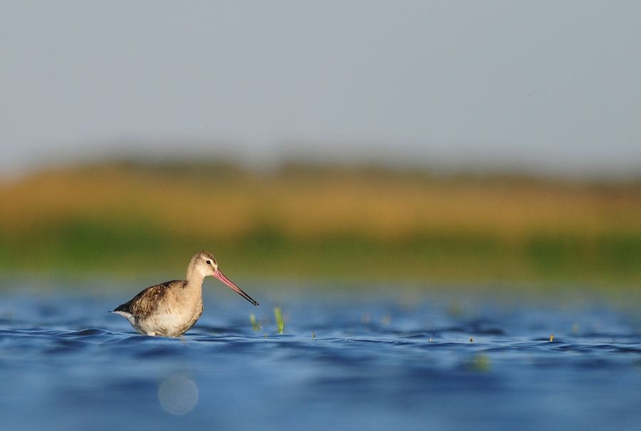 Black-tailed Godwit