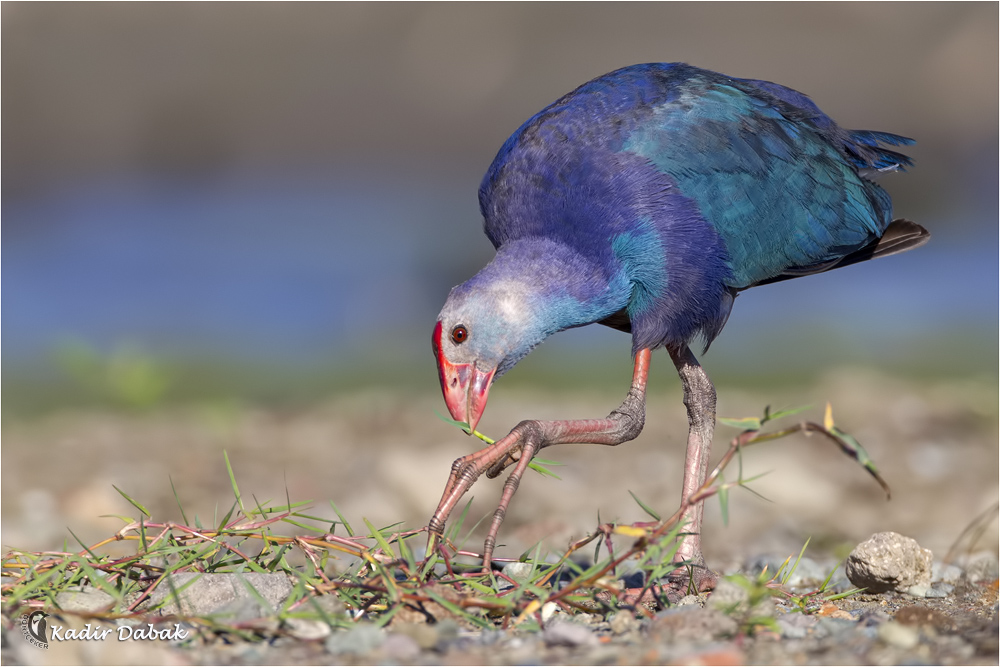 Grey-headed Swamphen