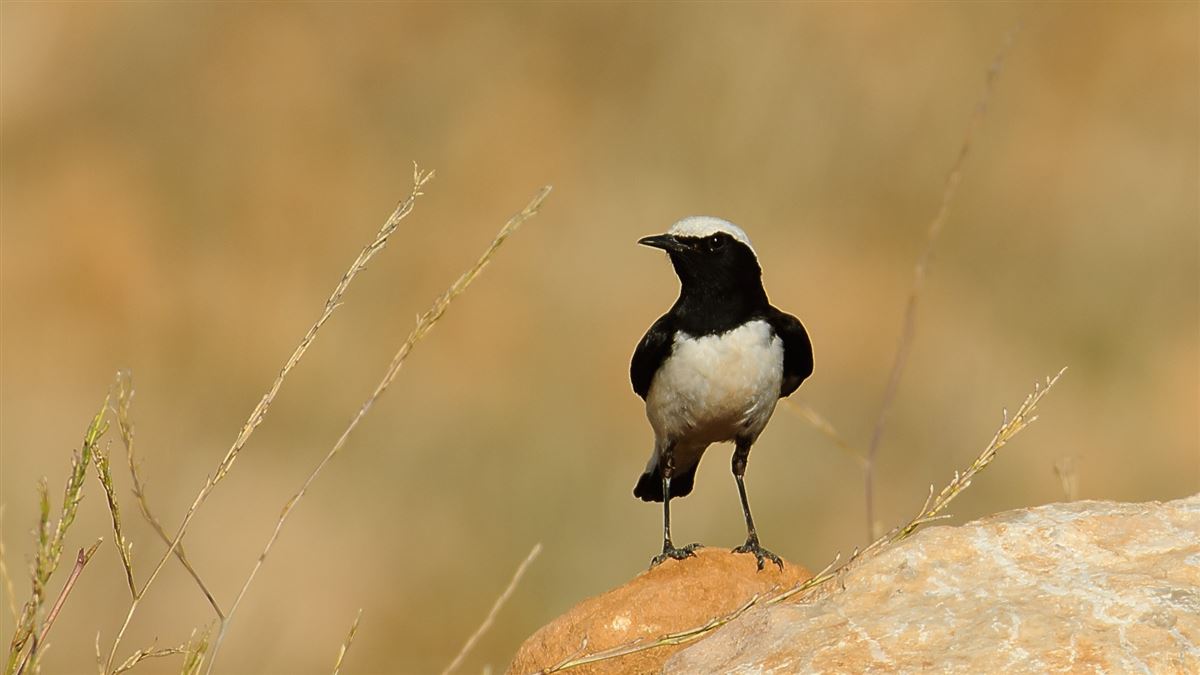 Finsch`s Wheatear