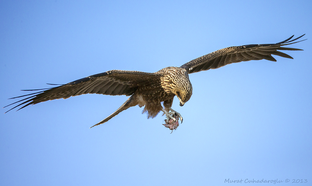 Black Kite