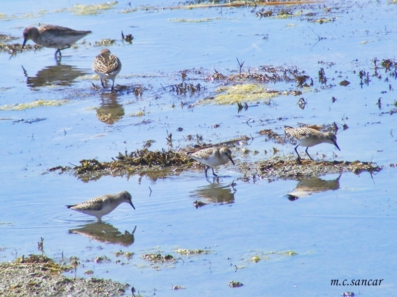 Little Stint