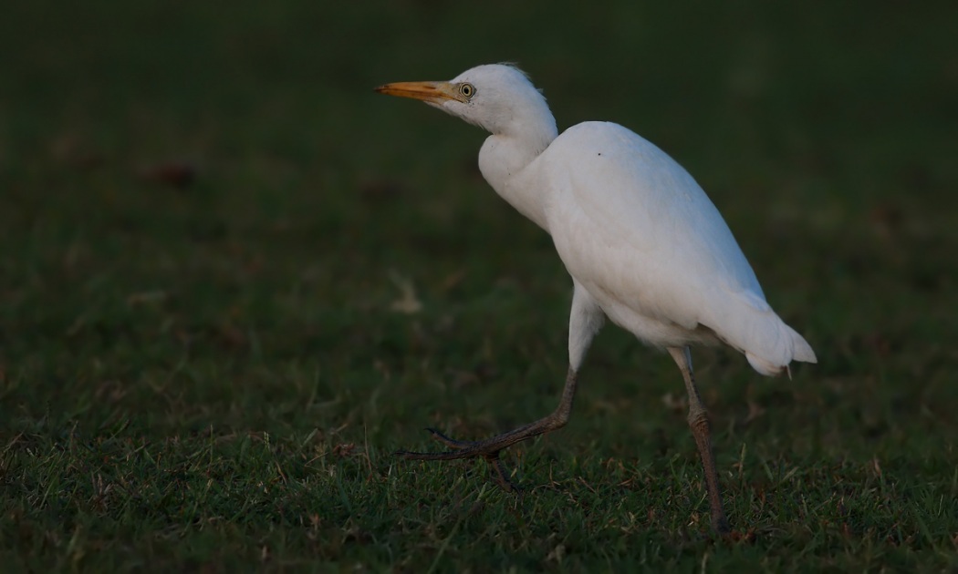 Western Cattle Egret