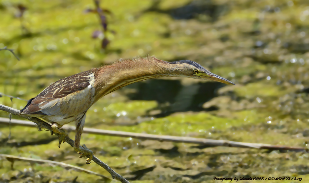 Little Bittern