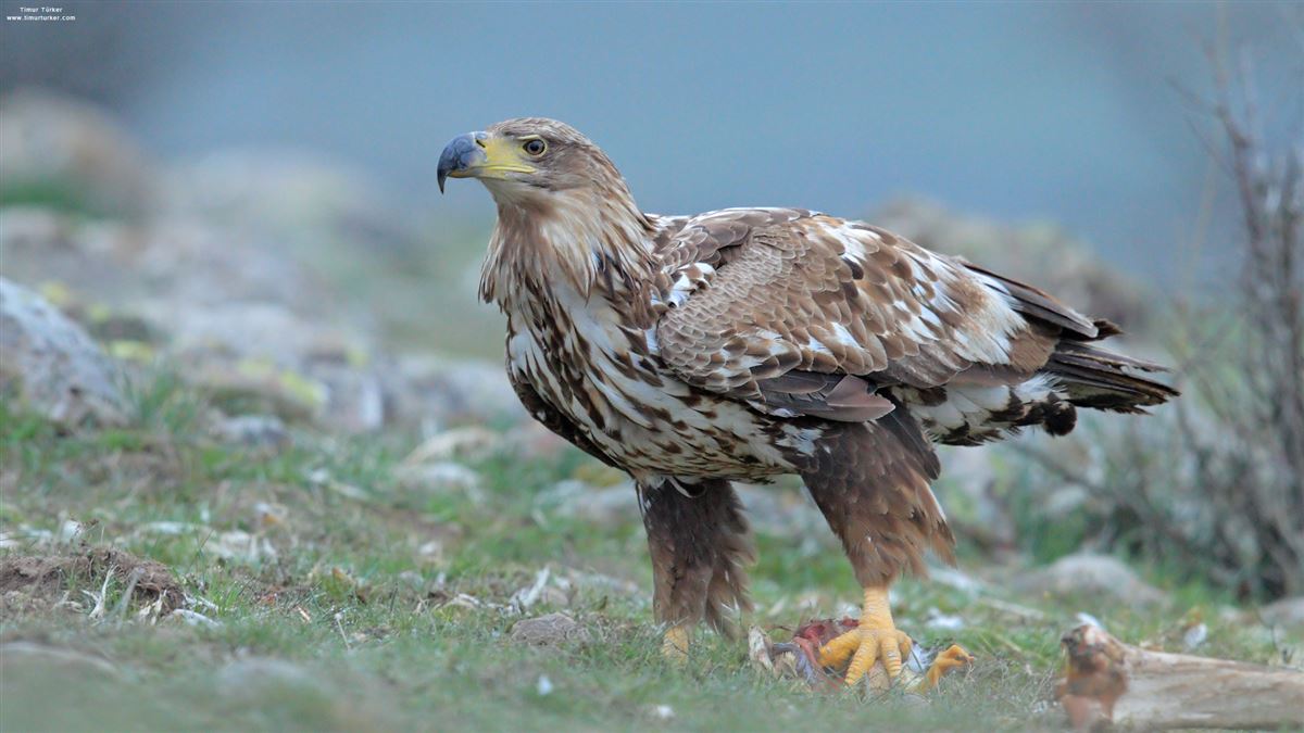 Akkuyruklu Kartal