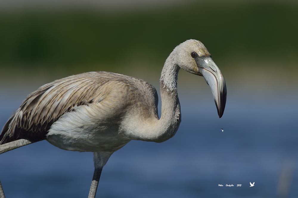 Greater Flamingo