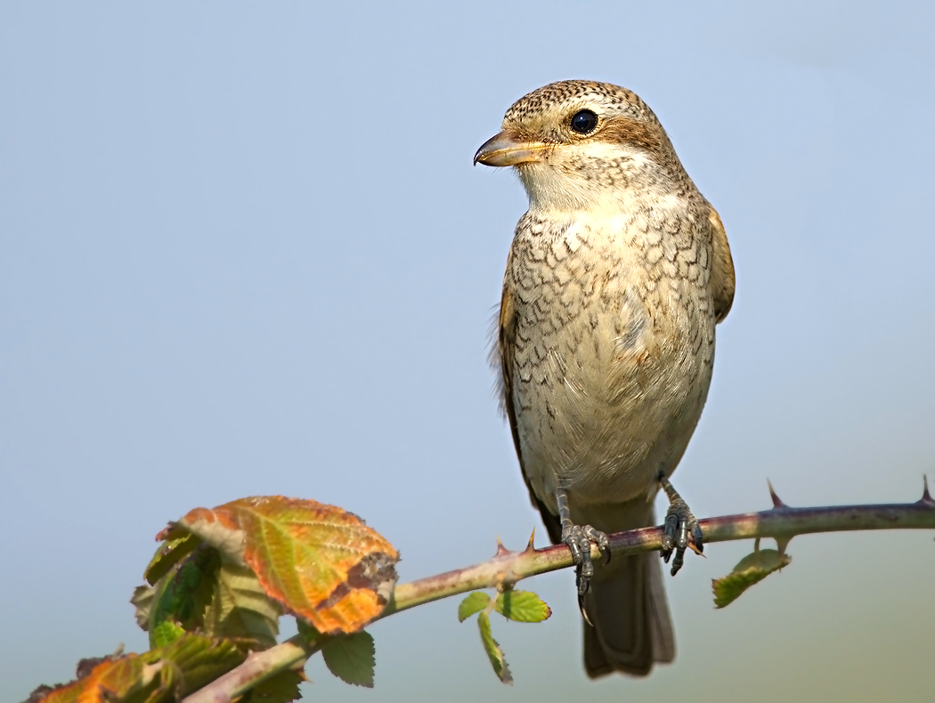 Red-backed Shrike