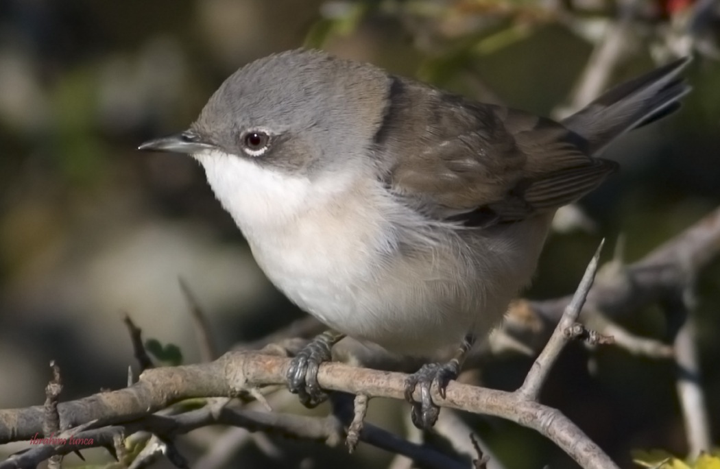 Lesser Whitethroat
