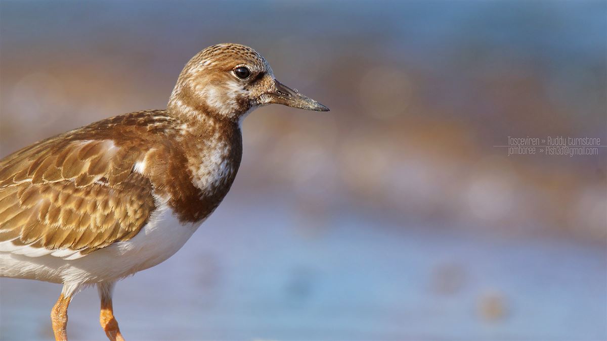 Ruddy Turnstone