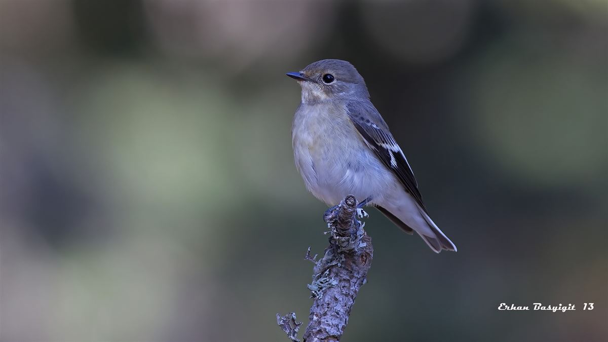 Semicollared Flycatcher