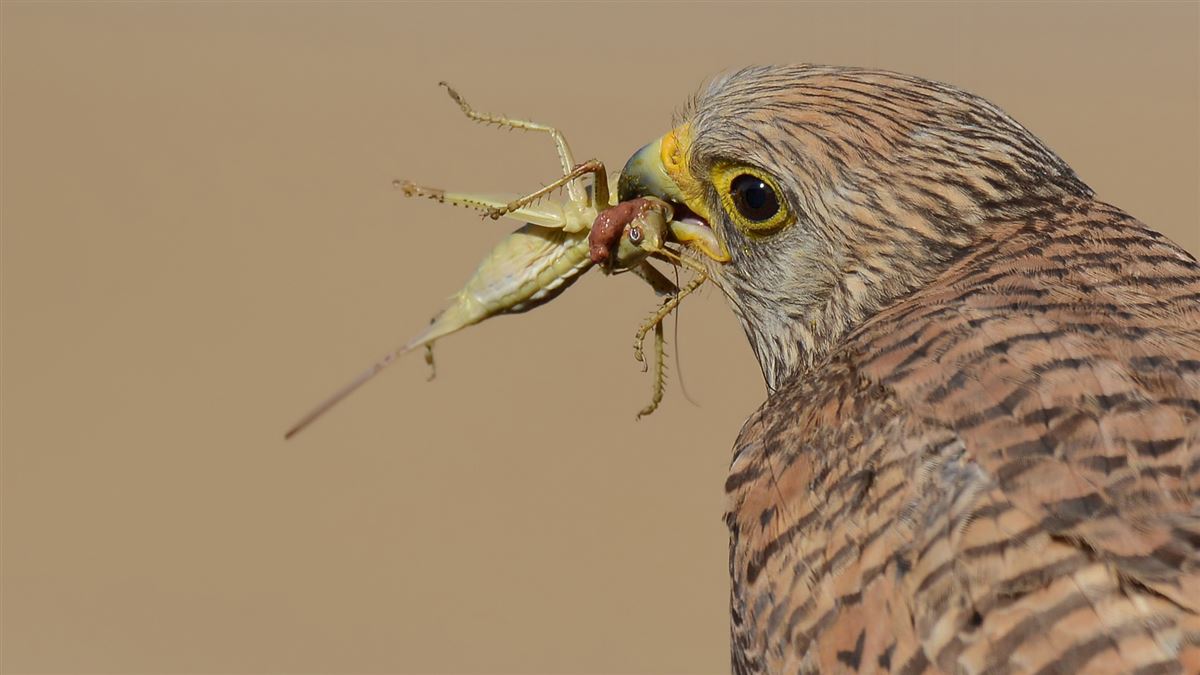 Lesser Kestrel